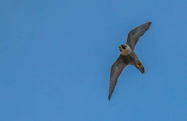 美国 -  Peregrine Falcons在焦点在四个采石场
